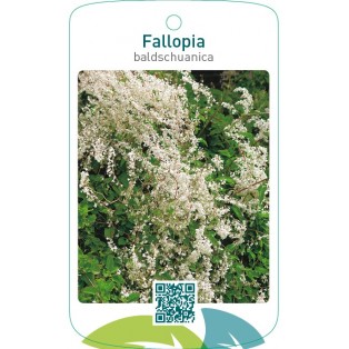 Fallopia baldschuanica