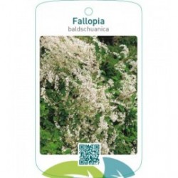 Fallopia baldschuanica