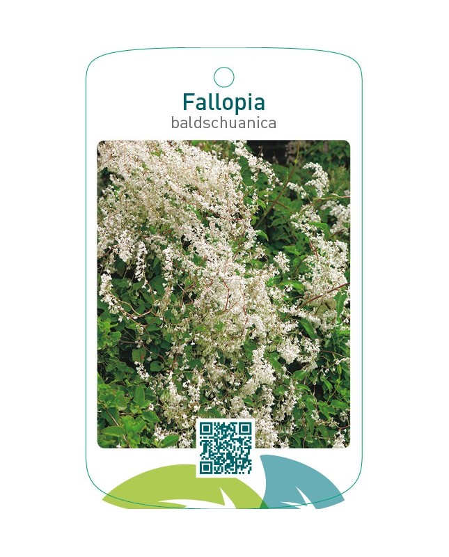 Fallopia baldschuanica