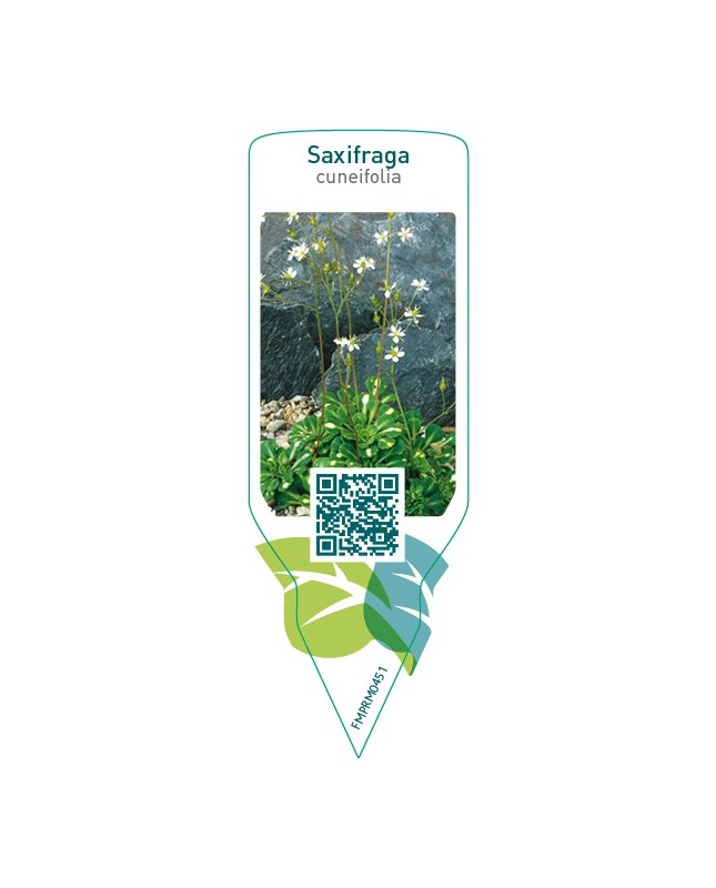 Saxifraga cuneifolia