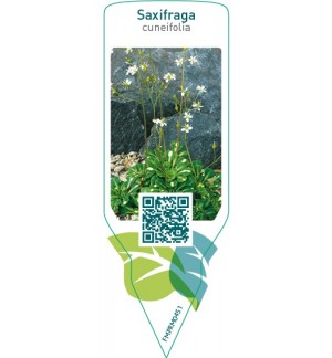 Etiquetas de Saxifraga cuneifolia  *