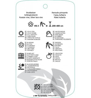 Etichette di Fallopia baldschuanica *