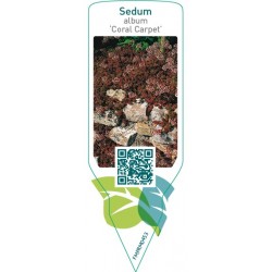 Sedum album ‘Coral Carpet’