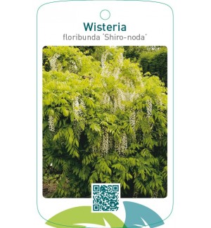 Wisteria floribunda ‘Shiro-noda’