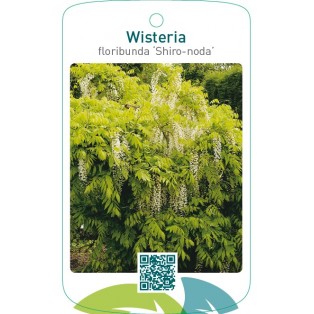 Wisteria floribunda ‘Shiro-noda’