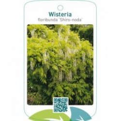 Wisteria floribunda ‘Shiro-noda’