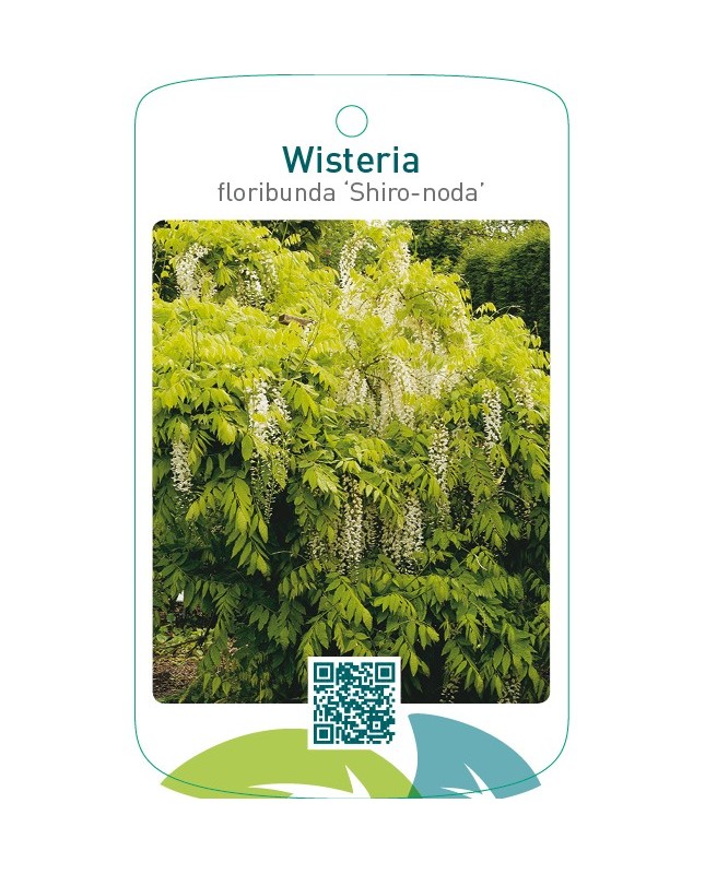 Wisteria floribunda ‘Shiro-noda’