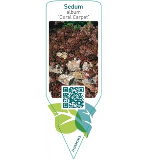 Etiquetas de Sedum album ‘Coral Carpet’ *