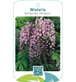 Wisteria floribunda ‘Honbeni’