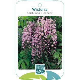 Wisteria floribunda ‘Honbeni’