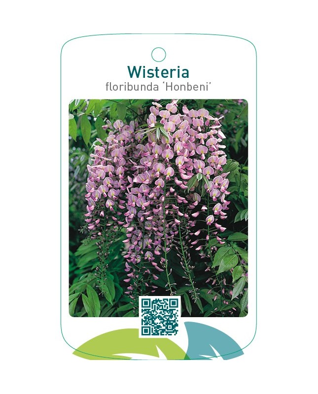 Wisteria floribunda ‘Honbeni’