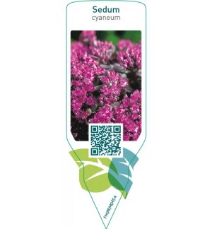 Etichette di Sedum cyaneum *