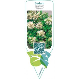 Sedum spurium ‘Album’