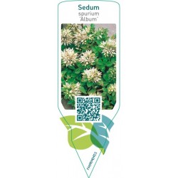 Sedum spurium ‘Album’