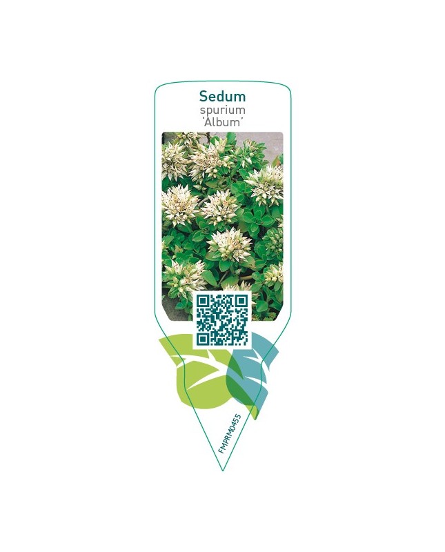 Sedum spurium ‘Album’