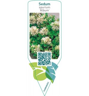 Etichette di Sedum spurium ‘Album’ *