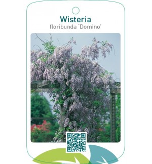 Wisteria floribunda ‘Domino’