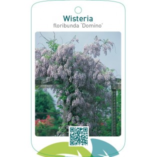 Wisteria floribunda ‘Domino’
