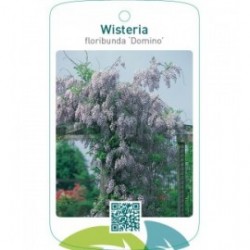 Wisteria floribunda ‘Domino’