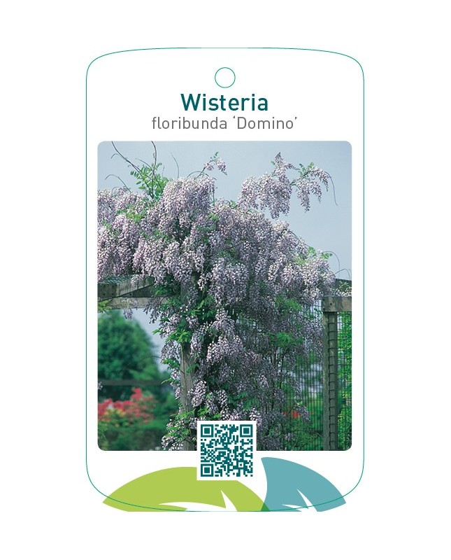 Wisteria floribunda ‘Domino’