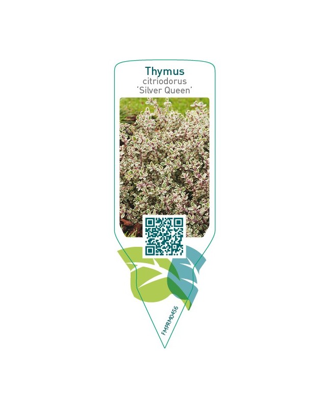 Thymus citriodorus ‘Silver Queen’