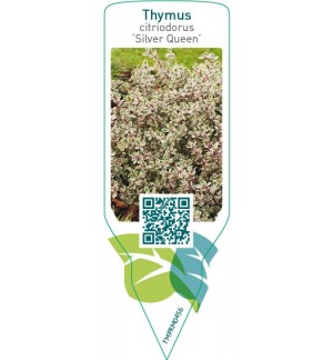 Etiquetas de Thymus citriodorus ‘Silver Queen’ *