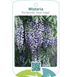 Wisteria floribunda ‘Issai-naga’