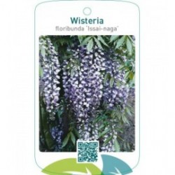 Wisteria floribunda ‘Issai-naga’