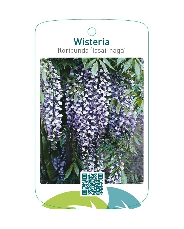 Wisteria floribunda ‘Issai-naga’