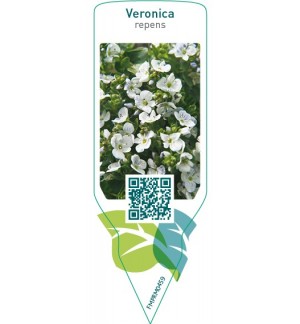 Veronica repens  white