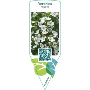Veronica repens  white