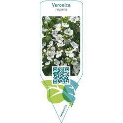 Veronica repens  white