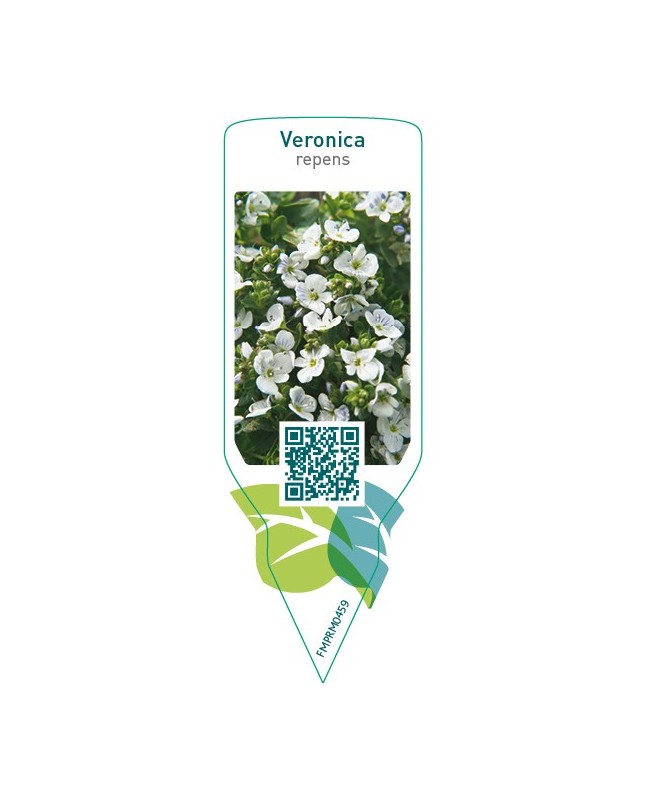 Veronica repens  white