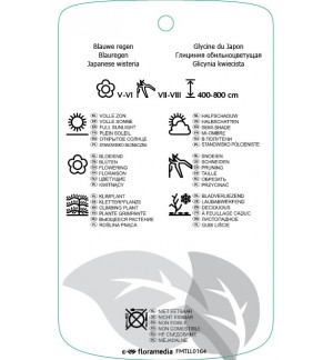 Etichette di Wisteria floribunda ‘Issai-naga’ *