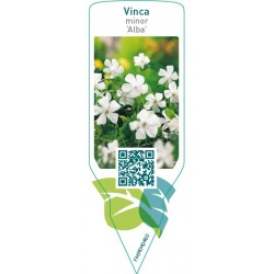 Vinca minor ‘Alba’