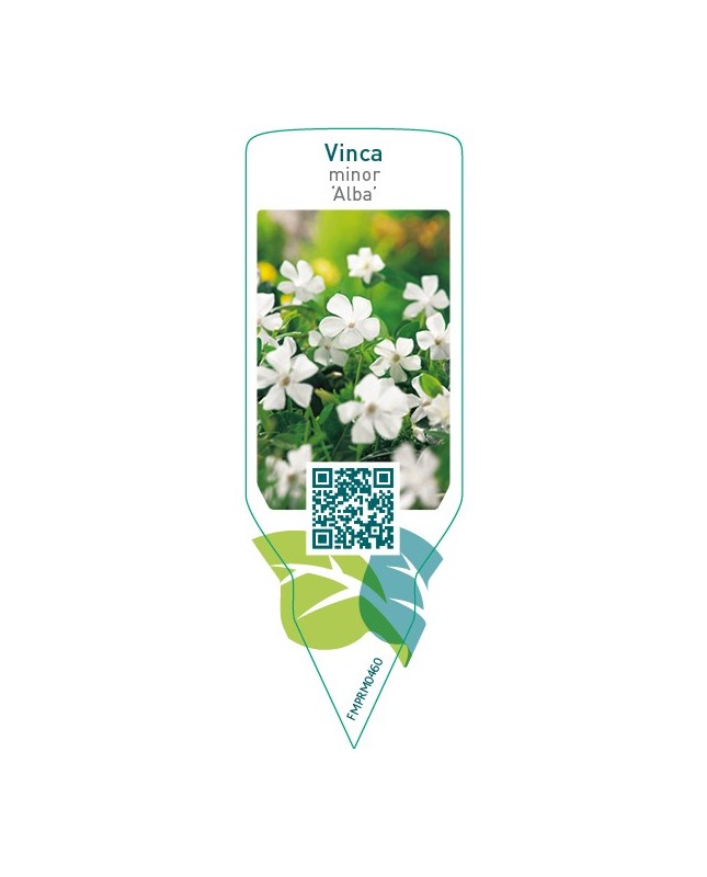 Vinca minor ‘Alba’