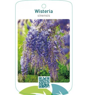 Wisteria sinensis