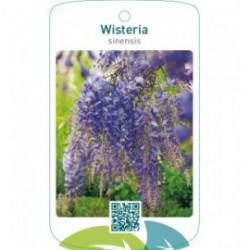 Wisteria sinensis