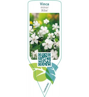 Etichette di Vinca minor ‘Alba’ *