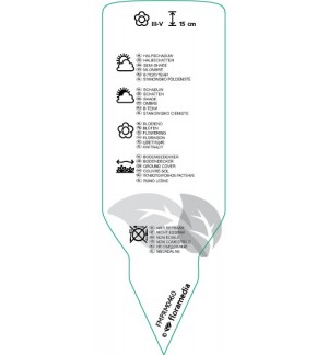 Etichette di Vinca minor ‘Alba’ *
