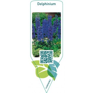 Delphinium  darkblue