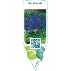Delphinium  darkblue