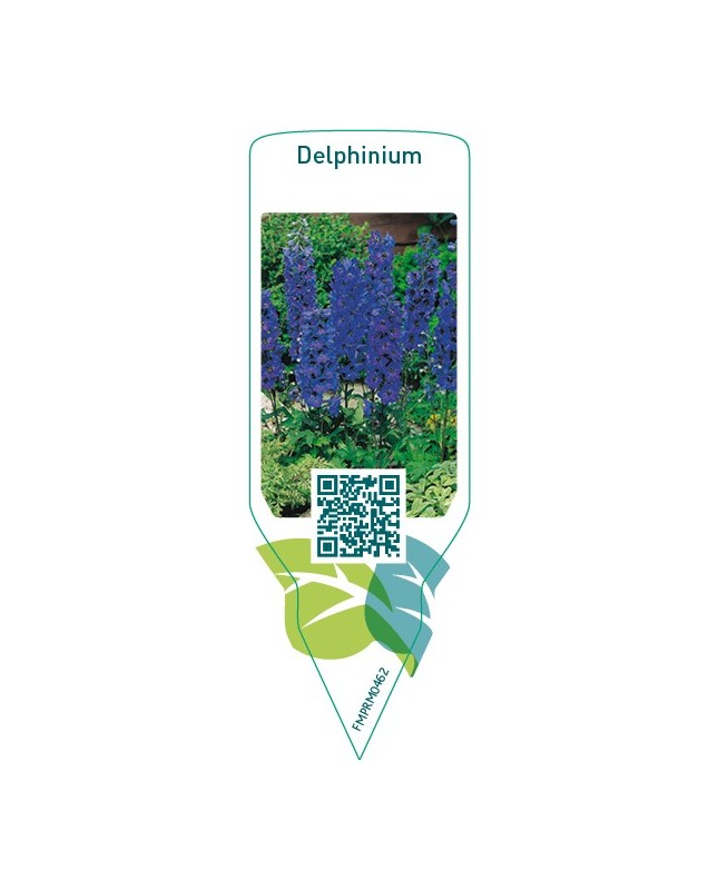 Delphinium  darkblue