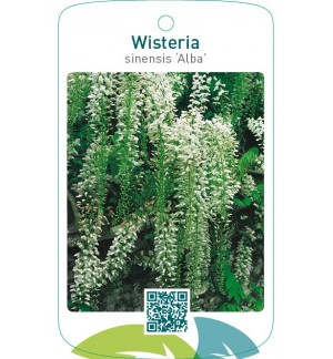 Wisteria sinensis ‘Alba’