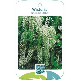 Wisteria sinensis ‘Alba’