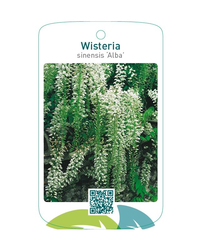 Wisteria sinensis ‘Alba’