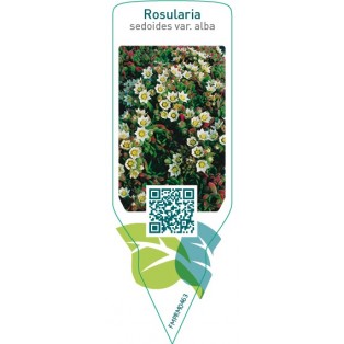 Rosularia sedoides var. alba