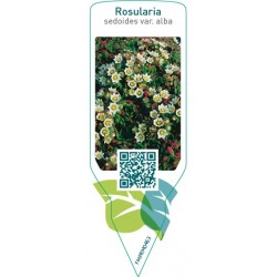 Rosularia sedoides var. alba