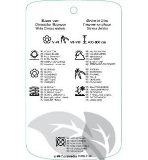 Etichette di Wisteria sinensis ‘Alba’ *