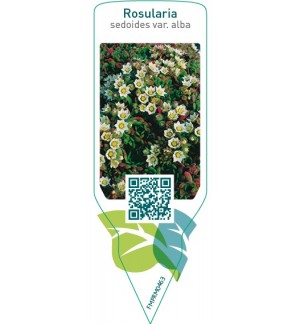 Etichette di Rosularia sedoidis var. alba *